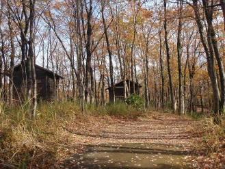 ナラ林のキャンプ場の写真