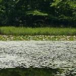 渡り鳥も多く訪れ、バードウォッチングに最適なじゅんさい池の写真