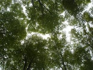 ブナの森の写真