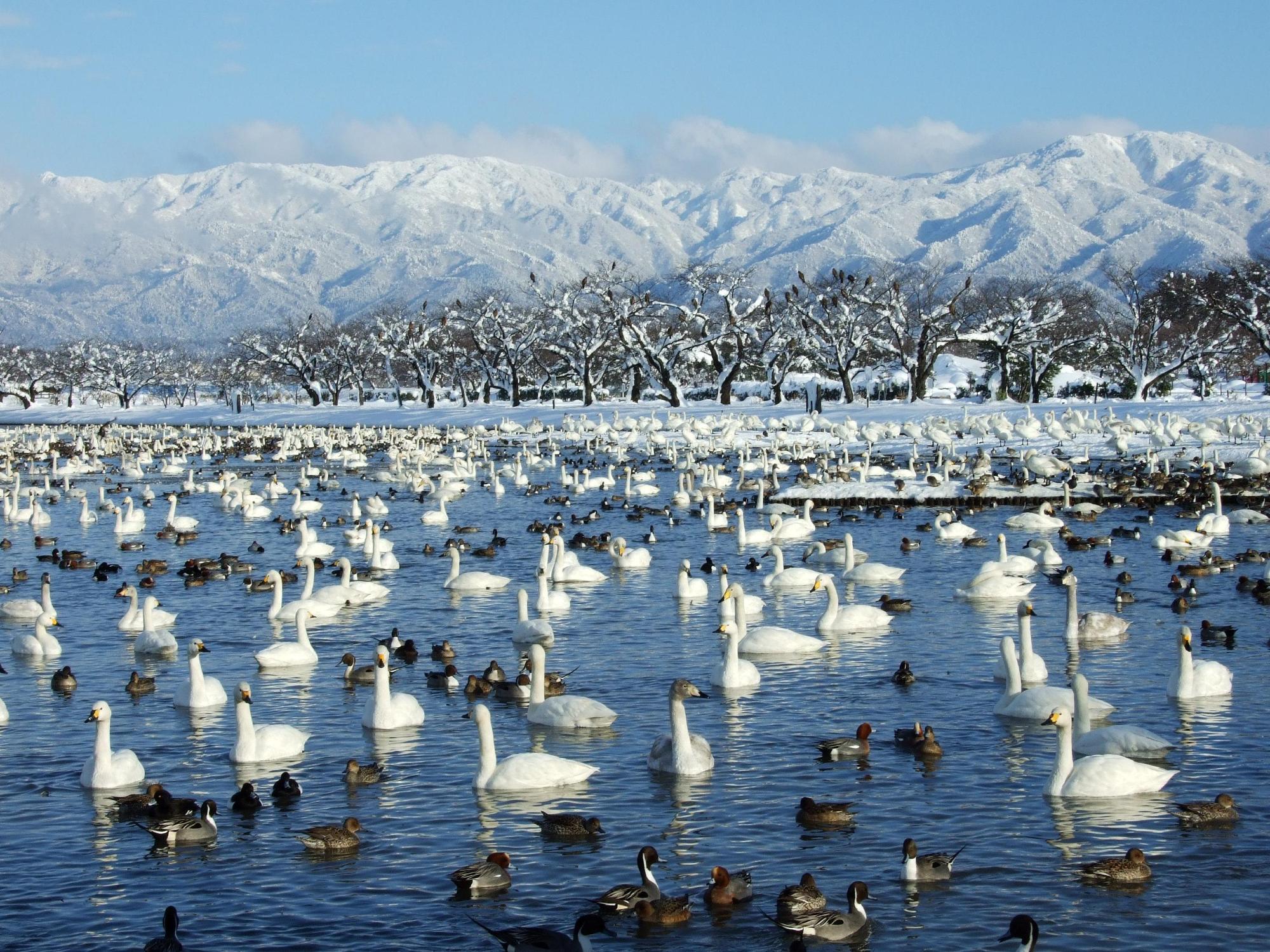 瓢湖に浮かぶたくさん白鳥たちの写真