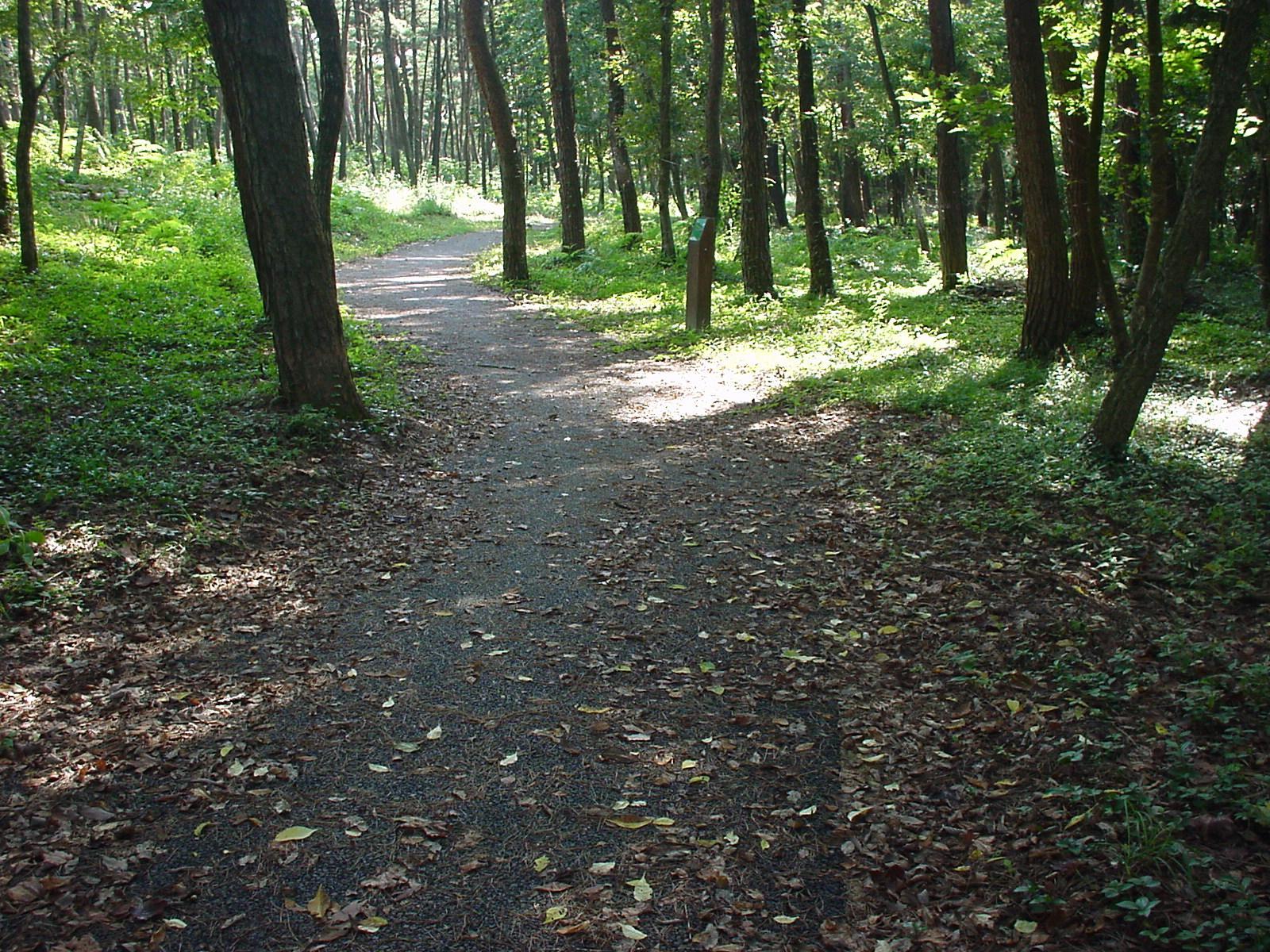 木々や緑が豊富な木立コースの写真