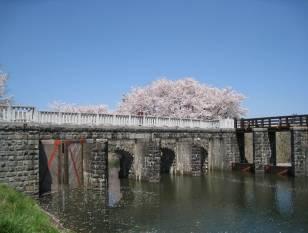 奥に満開の桜が望む加治川分水門の写真