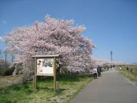 桜の時期のコース風景の写真