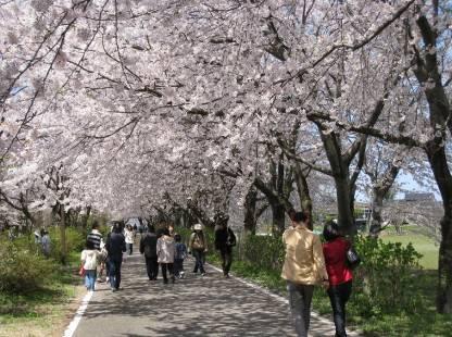 加治川治水記念公園の満開の桜並木の写真
