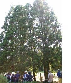 天高く見事に成長した杉の木々の写真