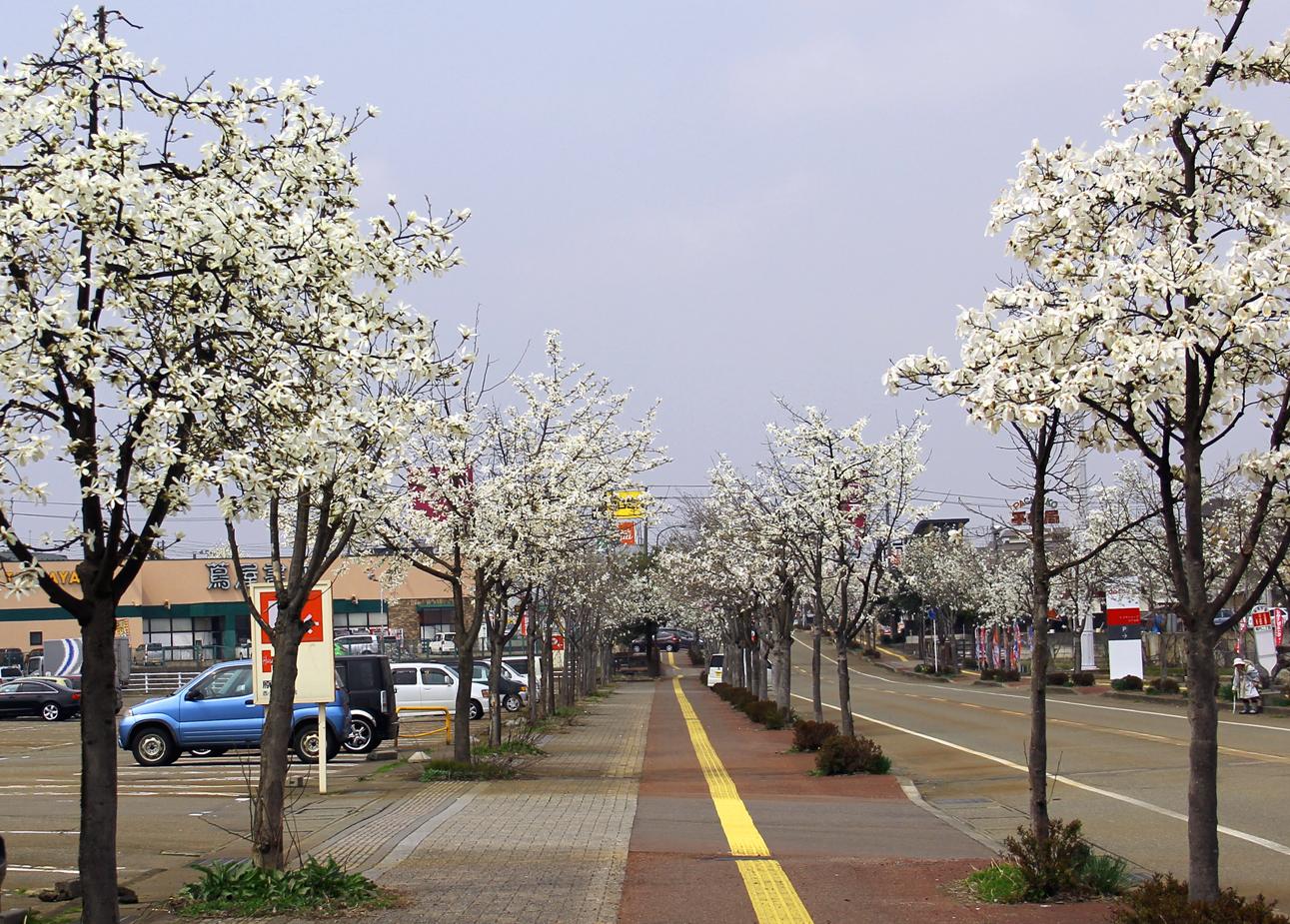 歩道の両脇に白いこぶしの花が咲いているこぶし通りの写真