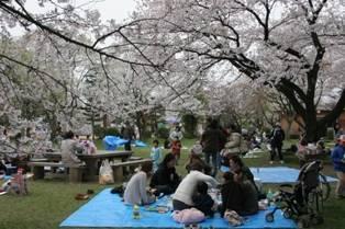 満開の桜の木の下で、レジャーシートを広げ楽しいそうにお花見をしている人たちの写真