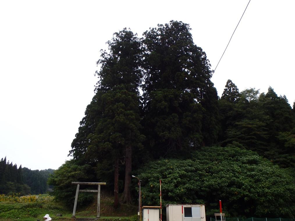 鼓岡の大杉の写真