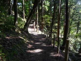 森林公園の杉林のコース経路の写真