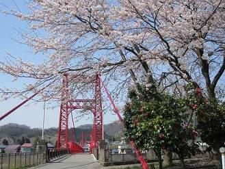 桜が咲いているの奥に赤色が目立つ鹿瀬つり橋の写真