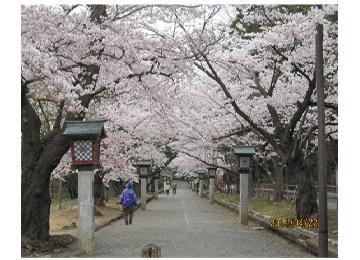満開の桜並木の写真