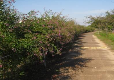 貝喰川沿いの緑道と植栽した花々の写真