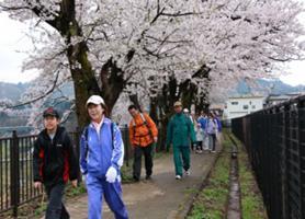 満開の桜の下を歩く「信濃川河岸段丘ウォーク大会」の参加者たちの写真