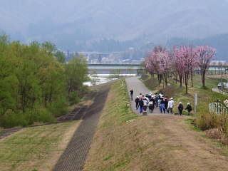 桜並木の沿道を歩く「桜づつみウォーク」の参加者たちの写真