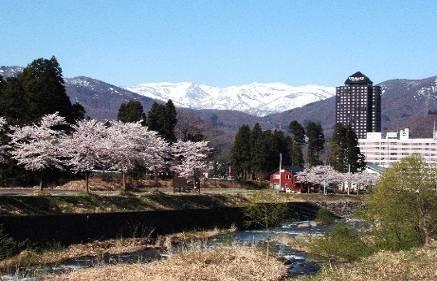 大源太川両岸に植えられた紅やま桜の写真