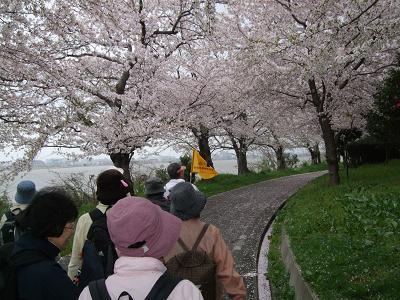 鳥屋野潟沿い歩道に咲く満開の桜の写真