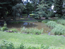 草木がまわりを囲むトンボ池の写真
