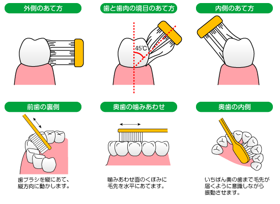 正しい歯ブラシの使い方 健康にいがた21